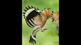 HOOPOE  Upupa epops  Bird Feeding Their Young shorts [upl. by Lorola]