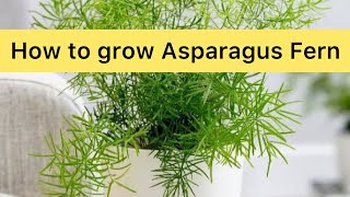 How to Grow and Care for Asparagus Fern [upl. by Sansbury]