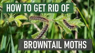 How to Get Rid of Browntail Moths amp Their Caterpillars in 4 Easy Steps Tree amp Shrub Eating Pests [upl. by Sabelle]