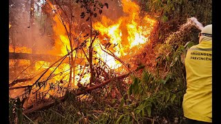 Incêndio florestal ameaça o Parque Estadual do Rio Doce em Baixa Verde [upl. by Orrocos]