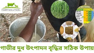 গাভীর দুধ বৃদ্ধির উপায়  কতটুকু খাবার কি খাবার কখন দিলে দুধ উৎপাদন বৃদ্ধি পাবে [upl. by Scoles]