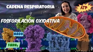 Cadena de transporte de electrones y fosforilación oxidativa  2º de bachiller  BioESOsfera [upl. by Manya]