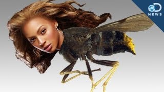 New Species Named After Celebrities [upl. by Sivam711]