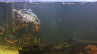 Insane piranha fish eating a cow head [upl. by Stacia]