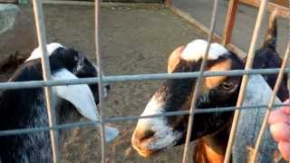 AngloNubian Goats [upl. by Aurelie]