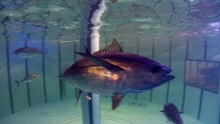 Tuna Feeding Frenzy in Captivity  110912 [upl. by Michaud]