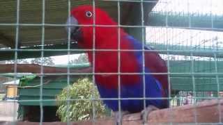 Eclectus Parrot talking [upl. by Atikam]