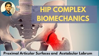 Hip joint articular surface acetabular labrumHip Complex Biomechanics [upl. by Brott]