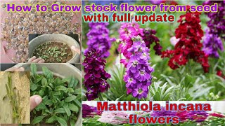 How to grow stock flower from seed with updateस्टॉक फूल को बीज से कैसे उगायेstockflower [upl. by Acinehs]