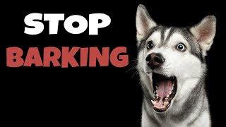 High Pitched Dog Whistle Sound To Stop Dogs Barking [upl. by Erdnaet]