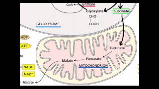 Lipid Metabolism in Plants Part4 [upl. by Fitzgerald710]