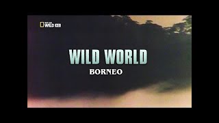 Best Attacks Of Wild Animals 2017  Wild World  Borneo  Nat Geo Wild HD [upl. by Xyno]