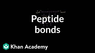 Peptide bonds Formation and cleavage  Chemical processes  MCAT  Khan Academy [upl. by Itsuj230]