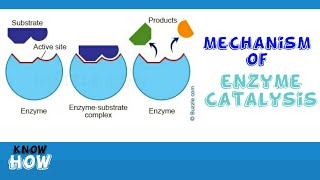 Mechanism of enzyme catalysis [upl. by Norraj]