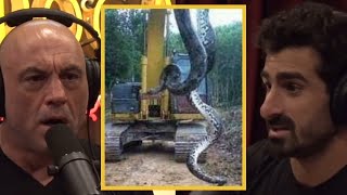 JRE 60 Foot Anaconda Is It REAL [upl. by Cummins941]