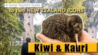 Kiwi amp Kauri A Social Tourism review of two New Zealand icons [upl. by Land]