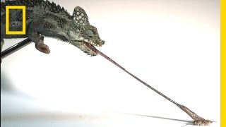 Tiny Chameleons’ Tongues Pack Strongest Punch HighSpeed Footage  National Geographic [upl. by Reinaldos]