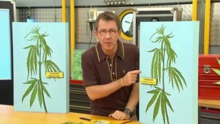 Quelle différence entre chanvre et cannabis   Cest Pas Sorcier [upl. by Ydnac]