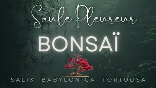 BONSAÏ 🌳 SAULE PLEUREUR [upl. by Alrrats]