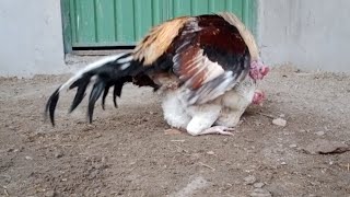 Nya murga a gya breed k Lya l rooster ki azan l hen sound l chicken video [upl. by Htebirol]