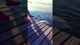 Peschiera del Garda italy music viral travel [upl. by Ynnig960]