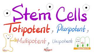 Stem Cells Types Totipotent Pluripotent Multipotent and Unipotent  Teratogens  Biology [upl. by Pierre]