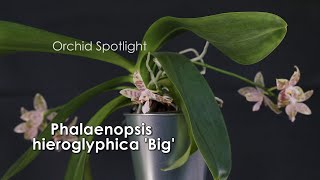 Phalaenopsis hieroglyphica Big  Orchid Spotlight [upl. by Ellezaj]