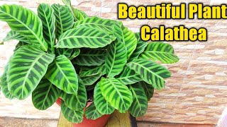 Best Plant for Balcony garden Calathea Zebrina Plant  Calathea Plant care tips [upl. by Olmstead788]