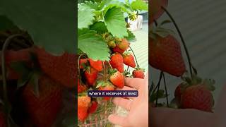 Growing Strawberries on balconyshorts short viralvideo plants youtubeshorts usa youtubeshort [upl. by Breskin]