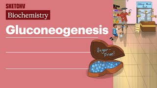 Gluconeogenesis Biochemistry  USMLE Step 1  Sketchy Medical [upl. by Anselmo]