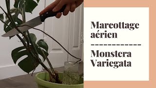 Marcottage aérien monstera variegata 💨🌿 [upl. by Anayaran]