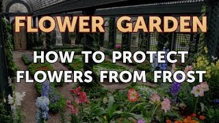 How to Protect Flowers From Frost [upl. by Gally]