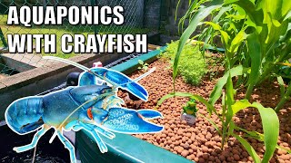 Emmas Crayfish amp Aquaponics Backyard Farm [upl. by Licha]