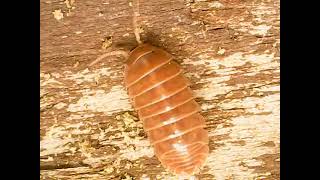 Armadillidium vulgare Orange Vigor Isopods [upl. by Anadroj]