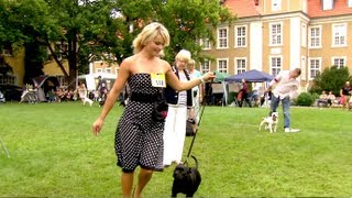 Staffordshire Bullterrier Clubschau GBF 2012 Hündinnen [upl. by Thora352]