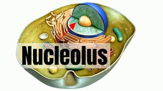 What is the nucleolus [upl. by Ilonka]