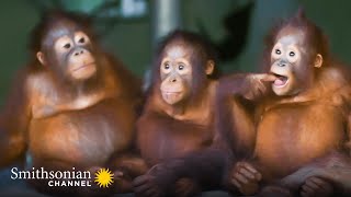 Infant Orangutans Get Ready for Their First Day of School 🎒 Smithsonian Channel [upl. by Krystle]