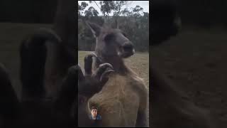 Kangaroo finds Australia mans home want shourts anima funnyshourt funny youtube wildlife [upl. by Rafe]