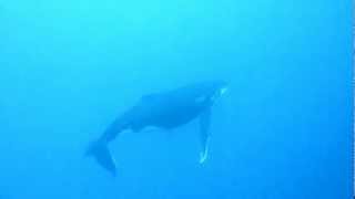 Plongée bouteille rencontre furtive avec une baleine à bosse  Maupiti  Polynésie française [upl. by Yorick]