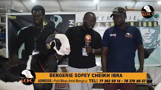 BERGERIE SAPEY CHEIKH IBRA LA REVELATION DANS L ELEVAGE FILA 2023 [upl. by Essinger158]