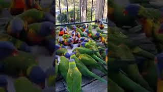 Wild Rainbow 🌈 Lorikeet LUNCHATHON 🦜🦜🦜🦜🦜🍛🍕🌭🥪😋😄Headphone 🎧 warning ⚠️😖 🙉 📢 [upl. by Eleonore]