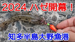 2024年ハゼ釣り開幕！今年はサイズが大きめ？？ 愛知県知多半島大野漁港のハゼ釣り [upl. by Khano]