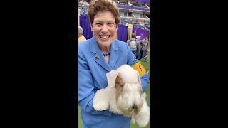 Westminster 2023 Margery Good with Stache the Sealyham Terrier [upl. by Atihcnoc]