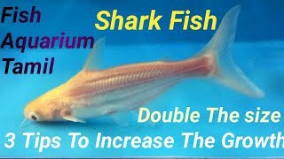 சார்க் மீன்  shark fish  வேகமாக வளரவைபது எப்படி Tips for shark fish growth  Fish Aquarium Tamil [upl. by Sirenay61]