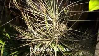 Tillandsia Impressions Planta Brutt Video 10 [upl. by Ettari426]