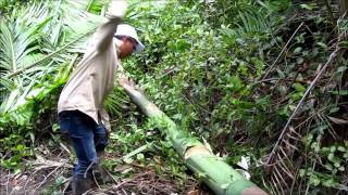 Usos de la Palma real Roystonea oleracea en la isla Santay Prov Guayas Ecuador [upl. by Asiil]