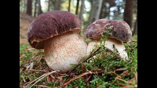 FUNGHI PORCINI 2018  Are you ready [upl. by Rorke]