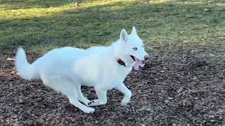 Super Nova the Husky at the Dog Park [upl. by Nillor889]