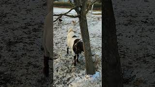 Ziegen auf der Bauernhof Weide im Schnee Österreich Gehege Anlage Hausziege Ziege Zicklein Geiß Bock [upl. by Ienttirb93]