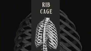 Understanding the Rib Cage True False and Floating Ribs Explained [upl. by Sale646]